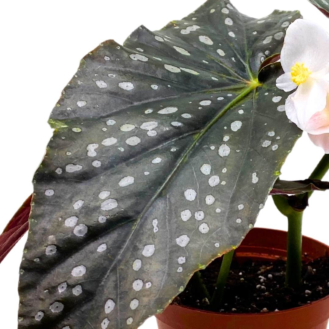 Angel Wing Cane Begonia Harmony's Mystic 4 inch