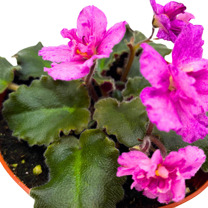 Ness Fantasy Gold African Violet Saintpaulia 4 inch