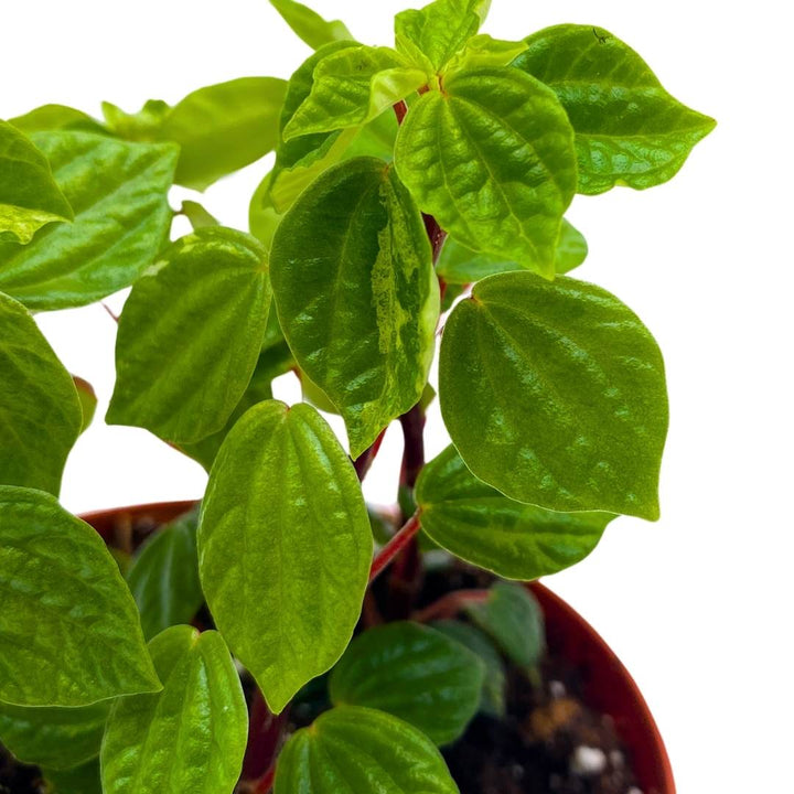 Peperomia Meridana in a 2 inch pot Green Meridensis