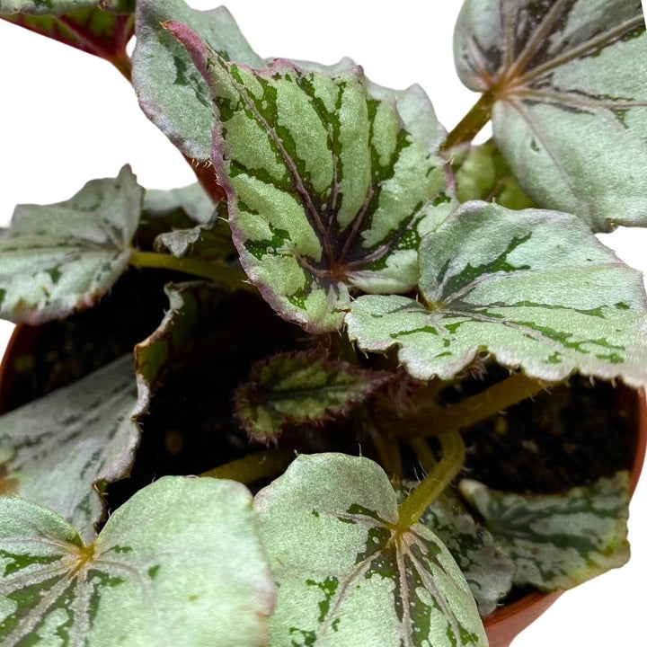 Begonia Rex Dew Drop 4 inch