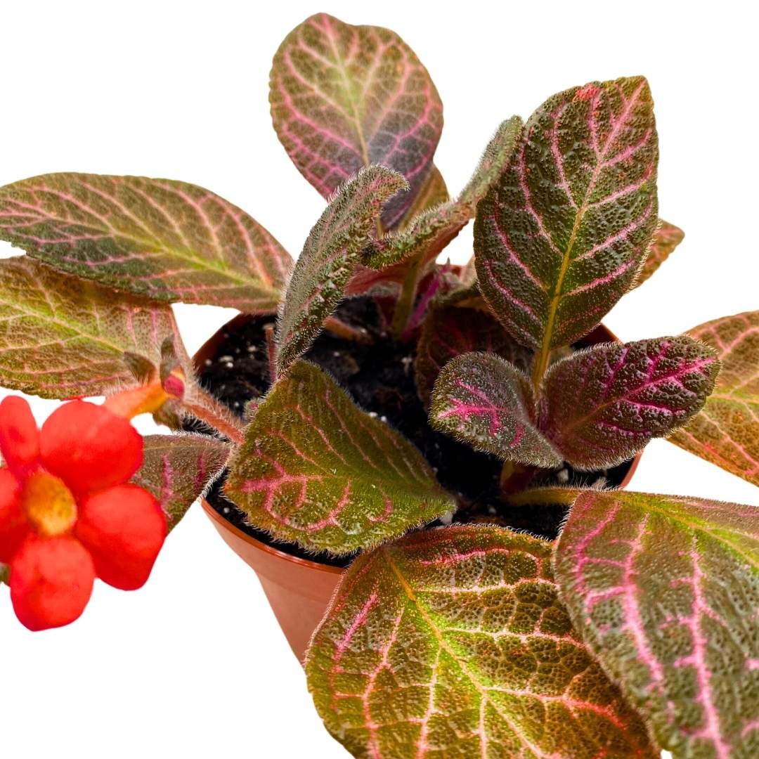 Episcia Pink Gator Flame Violet 4 inch