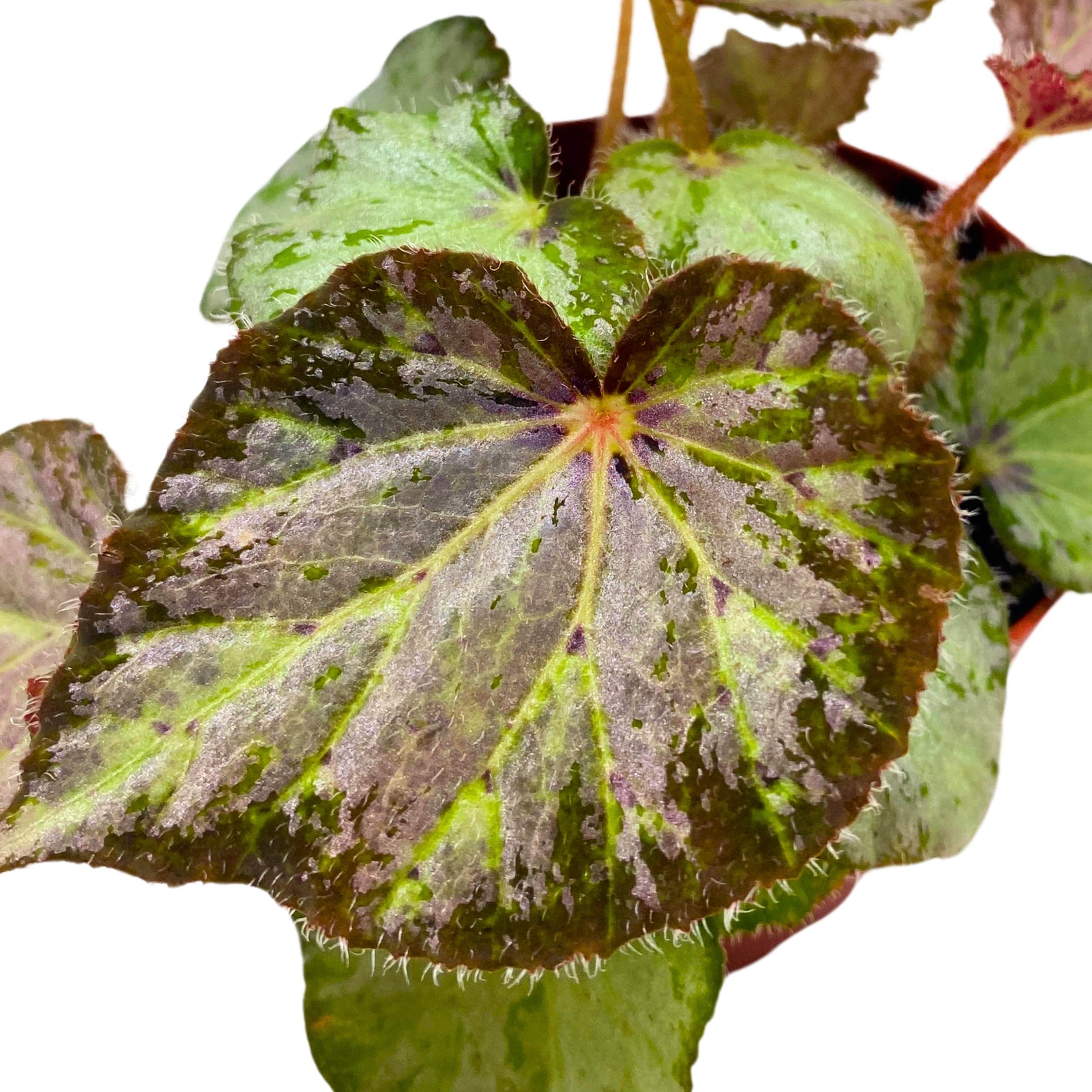 Begonia Nola 4 inch – Harmony Foliage
