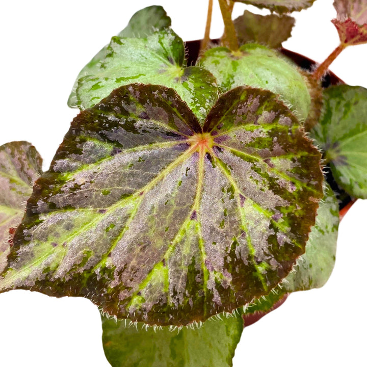 Begonia Nola 4 inch