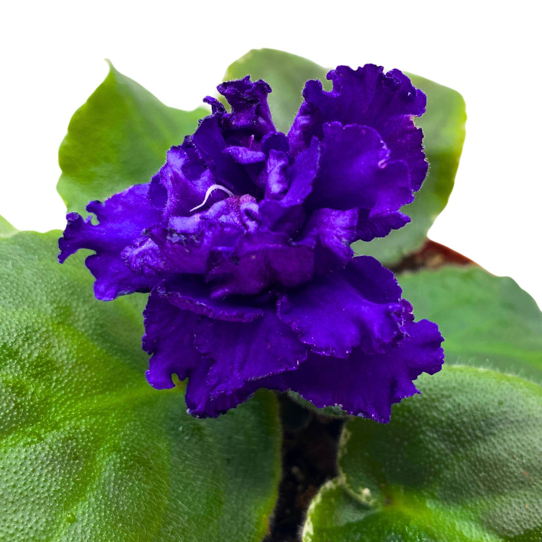 VaT Dark Mistress African Violet Saintpaulia 4 inch