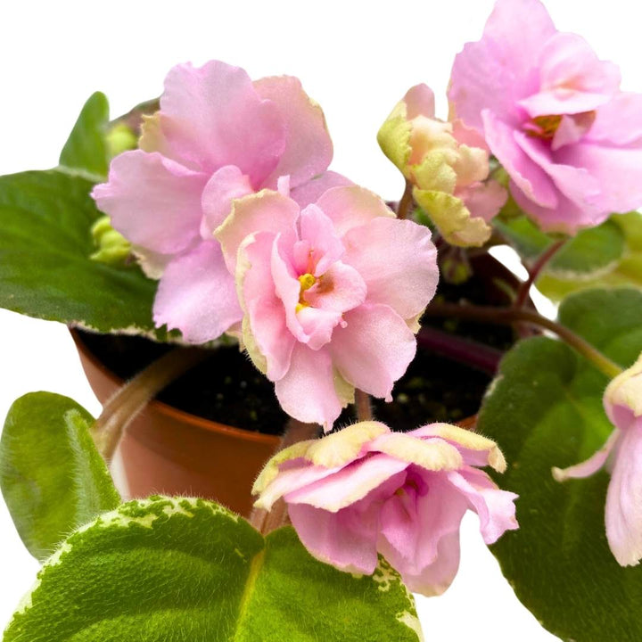 African Violet Southern Sugar 4 inch