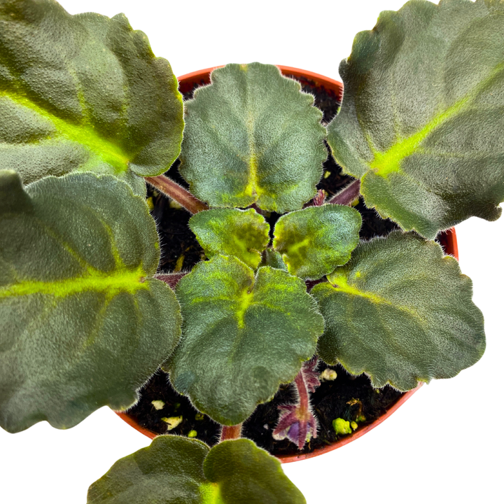 African Violet White Lace 4 inch White Ruffle Flower