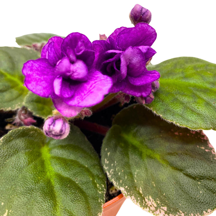 Nancy Reagan Variegated African Violet Saintpaulia 4 inch