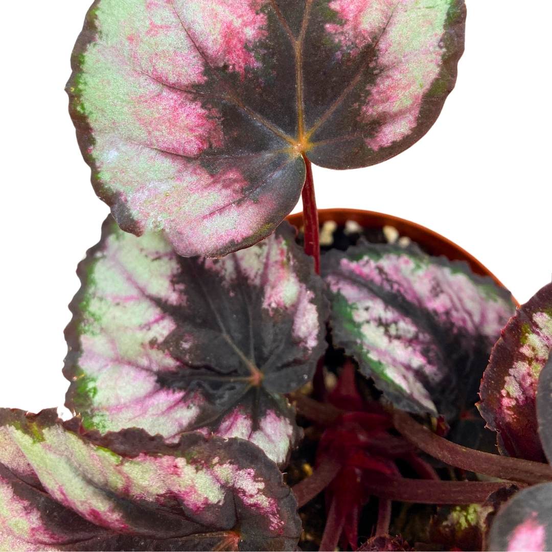 Begonia Rex Red Kiss 4 inch