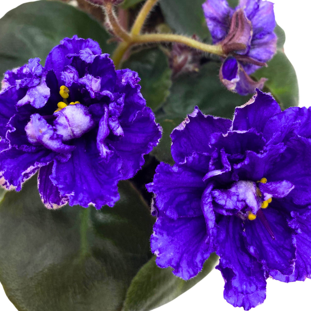 Knight in Tiger's Skin African Violet Variegated Flower 4 inch