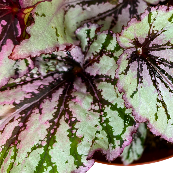 Sri Lanka Begonia Rex 6 inch Pink Red Green White
