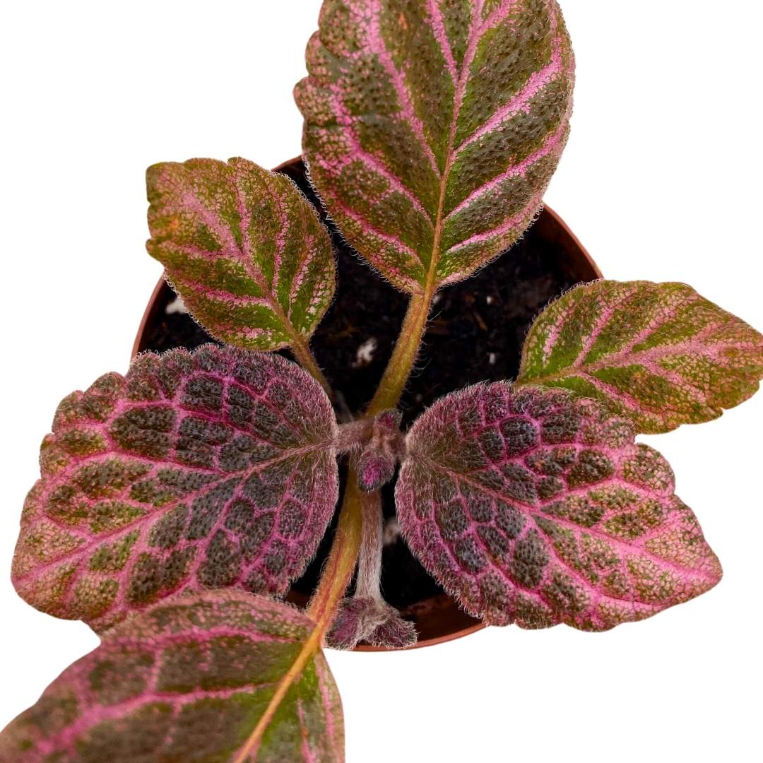 Episcia Strawberry Fields Flame Violet 2 inch