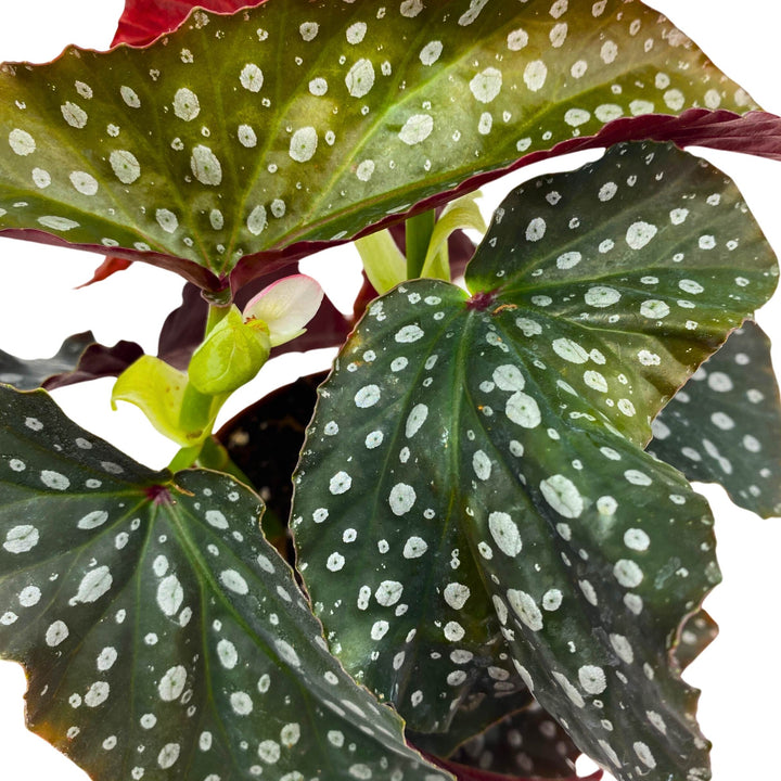 Harmony's Silver Dagger Angel Wing Cane Begonia 4 inch