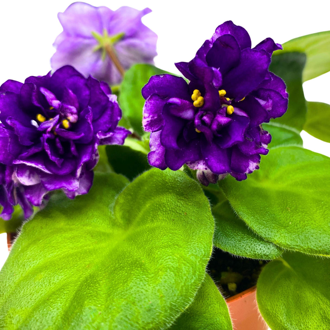 EK Gray Ocean African Violet Saintpaulia 4 inch