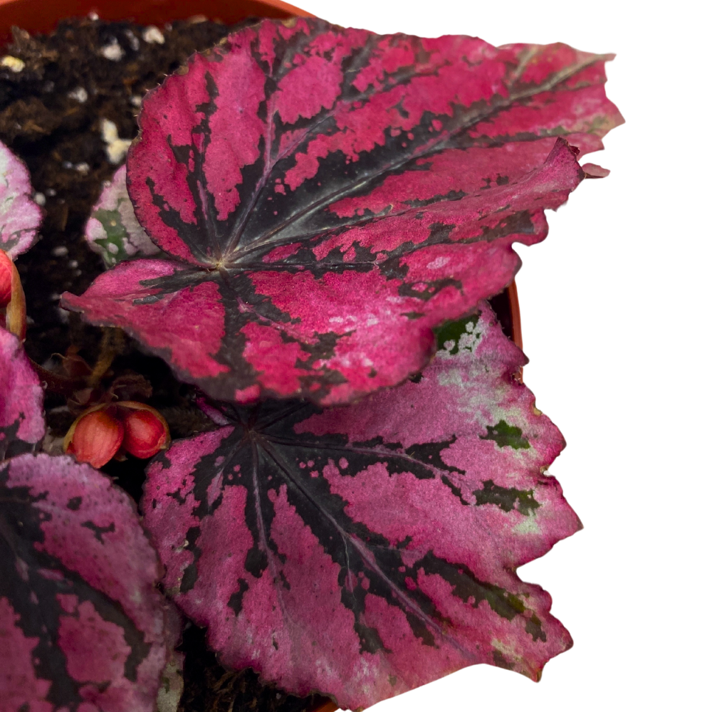Sri Lanka Begonia Rex 4 inch Pink Red Green White