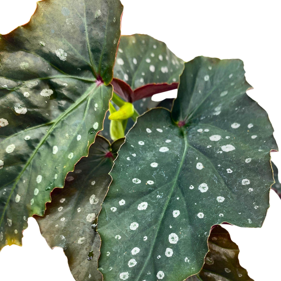 Harmony's Witcher Angel Wing Begonia 4 inch