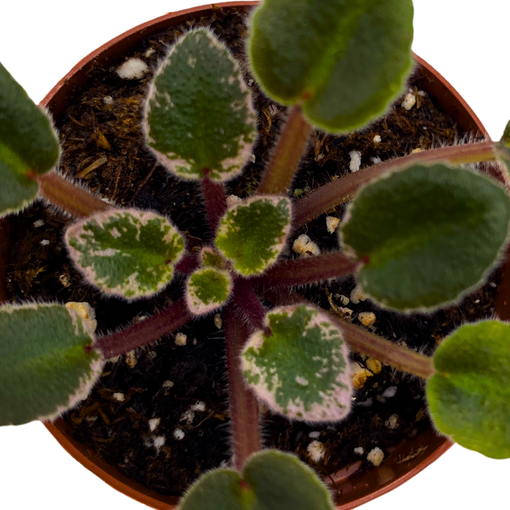 Mini African Violet Toy Castle Variegated 2 inch White Purple Flower