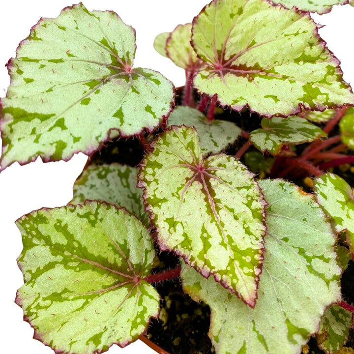 Begonia Rex Harmony's Ember, 6 inch White Red Green