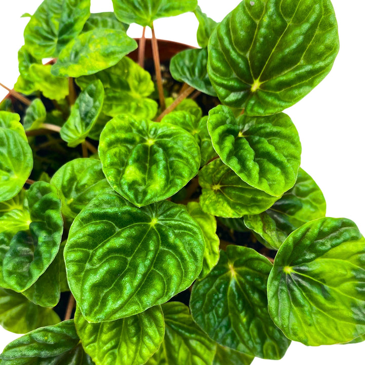 Peperomia Dark Green Emerald Ripple 6 inch