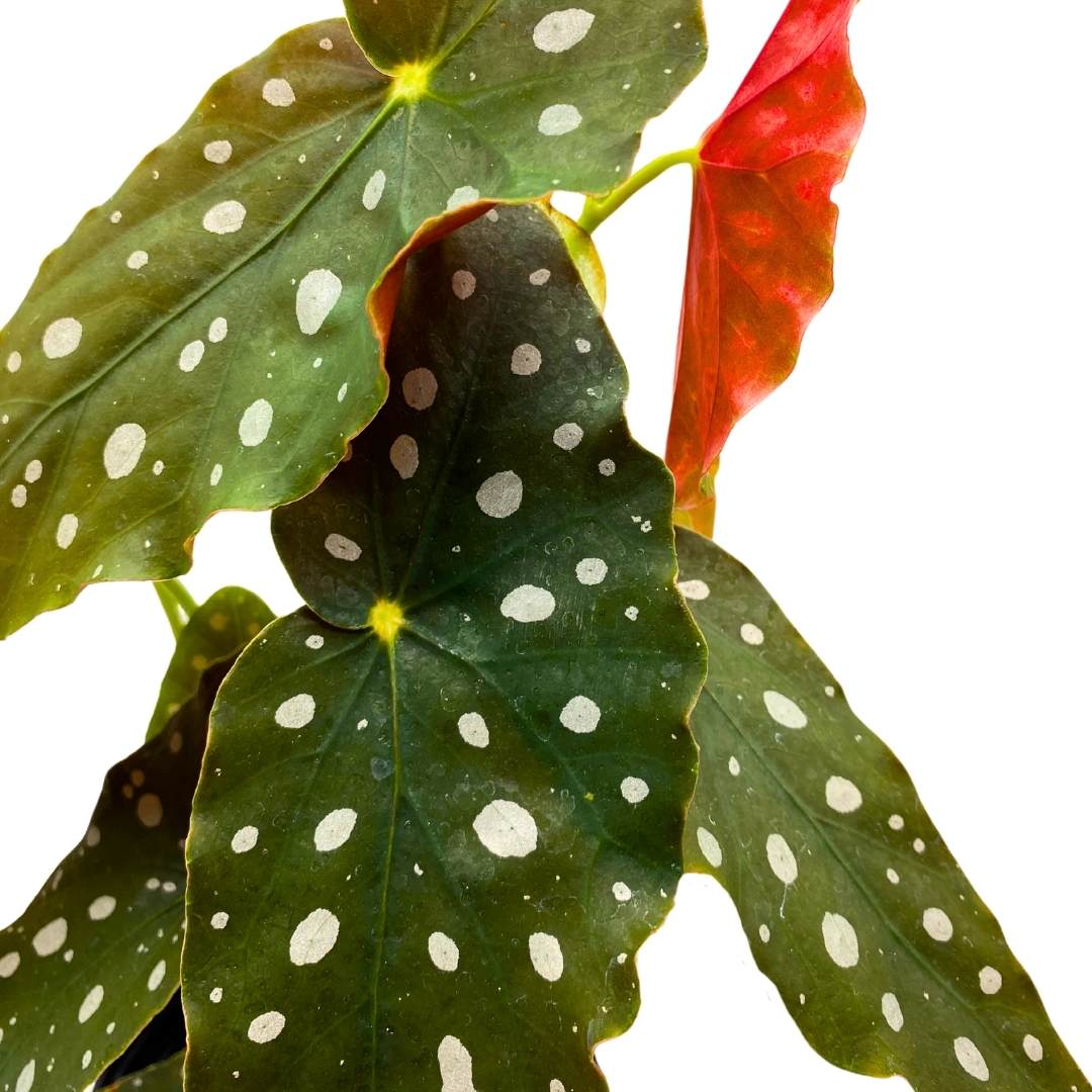 Begonia Maculata Angel Wing Cane Polka Dot Trout Begonia in a 6 inch Pot