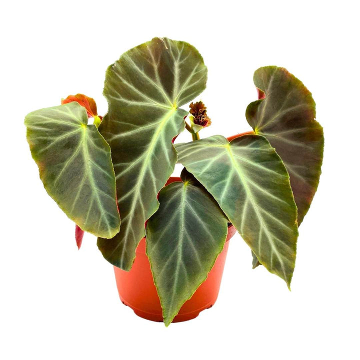 angularis Angel Wing Cane Begonia, 6 inch, Green Angel Wings