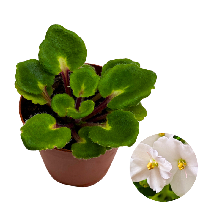Mini African Violet Hunter's Snow Bunny 2 inch White Pink Flower