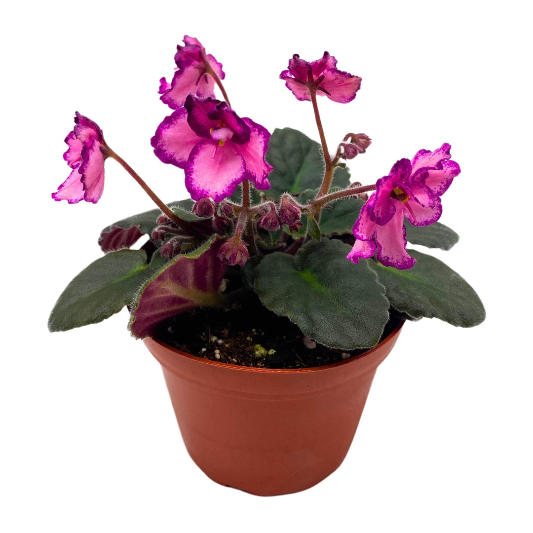 Cajun's Coujon African Violet Saintpaulia 4 inch