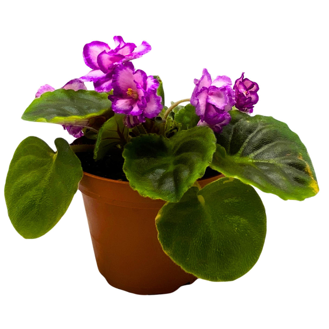 A Day in April African Violet Saintpaulia 4 inch