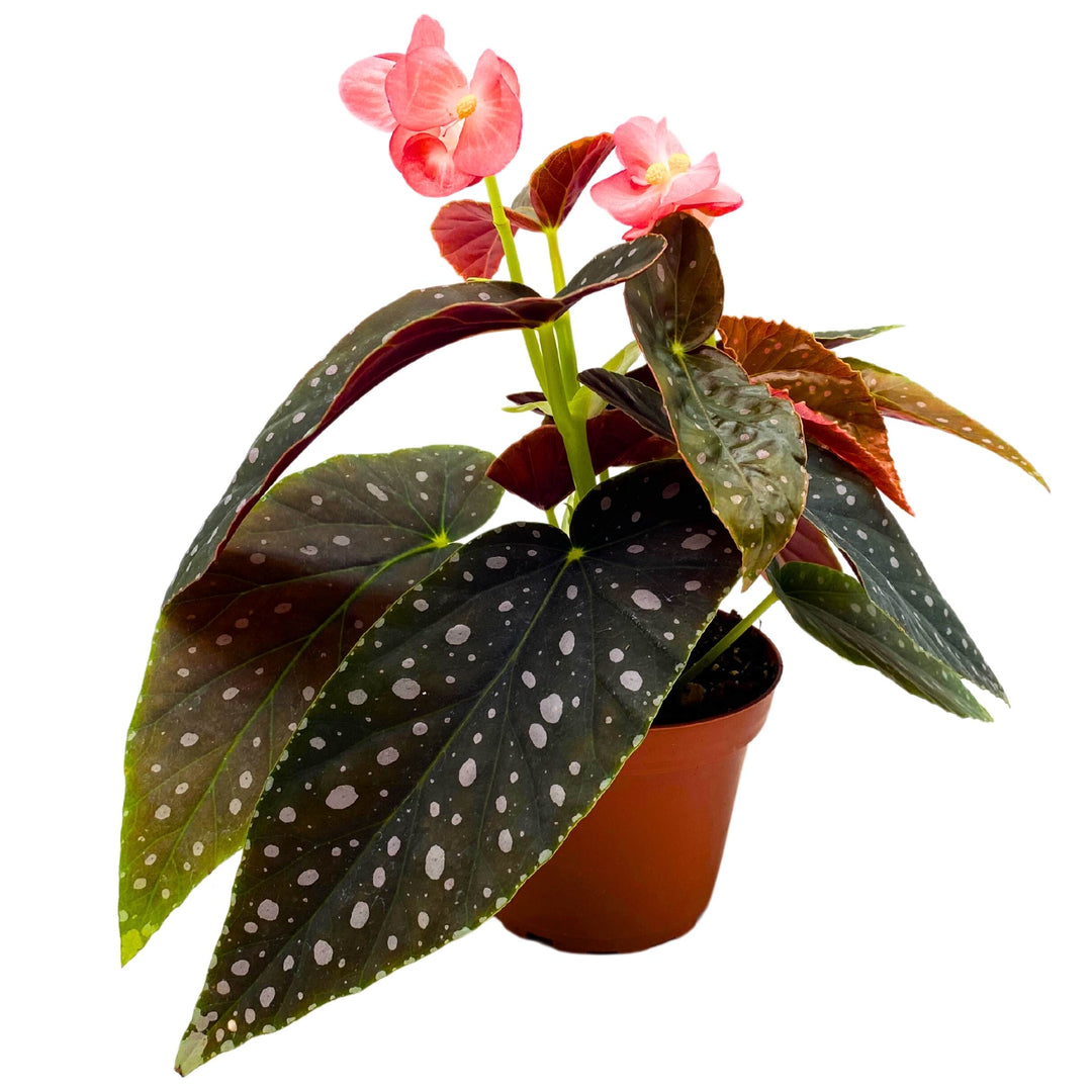 Harmony's Spotted Rim Angel Wing Cane Begonia 4 inch