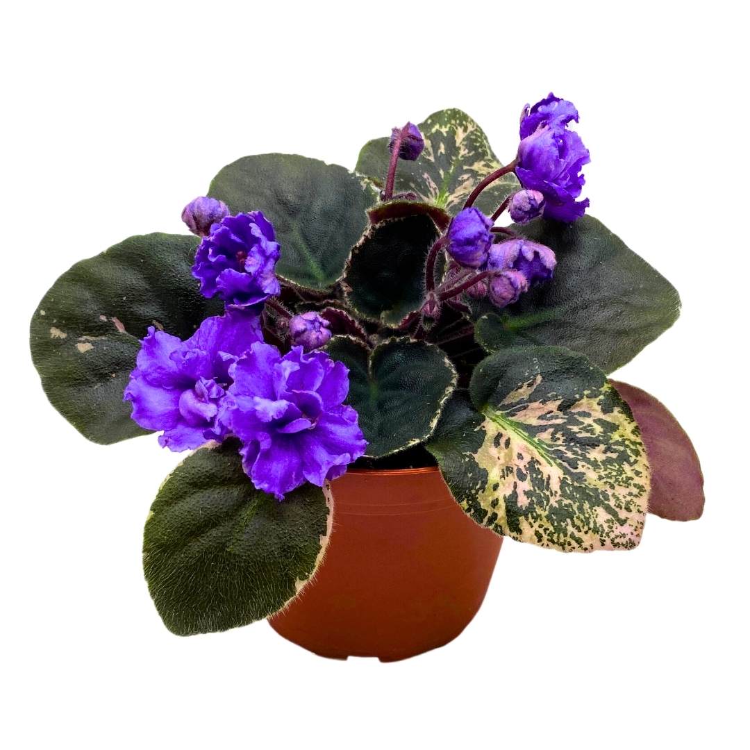 Variegated African Violet Whisper Blue, 4 inch, Blue Flower Saintpaulia Gesneriads