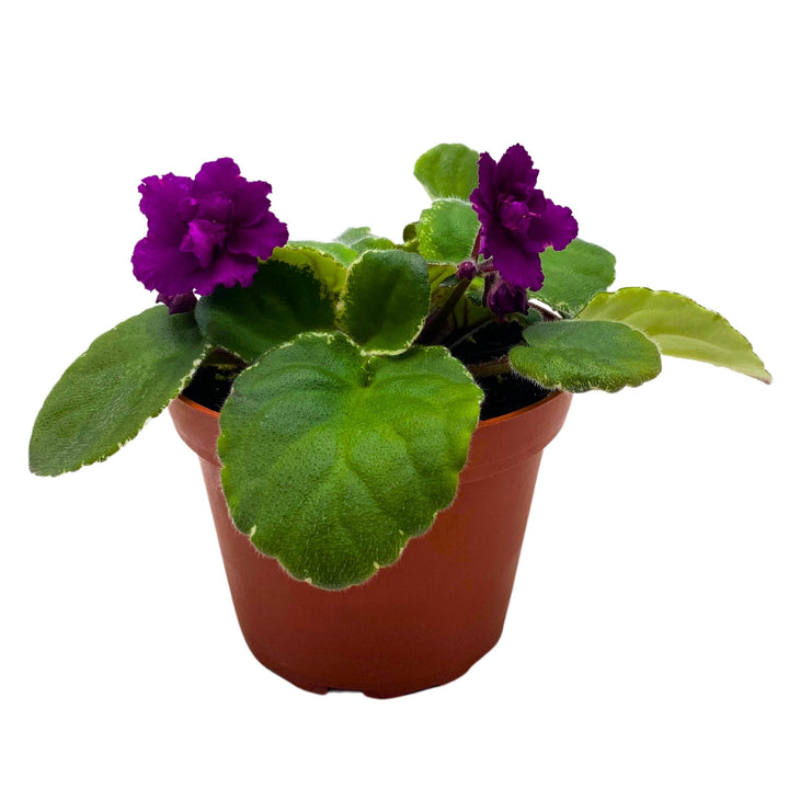 Ma's Soiree African Violet Saintpaulia 4 inch