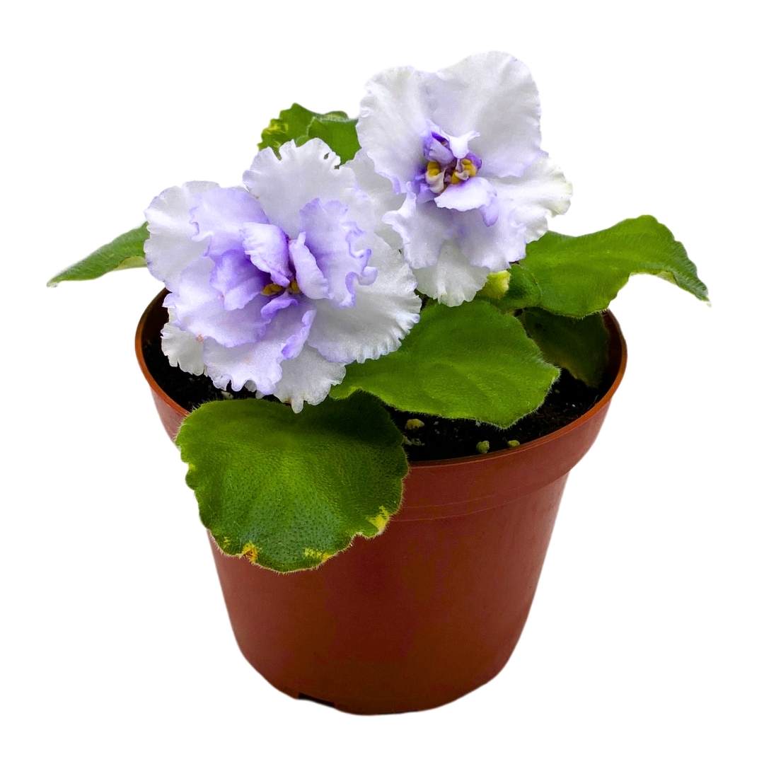 African Violet Cajun's Blueberry Hill 4 inch Gesneriad