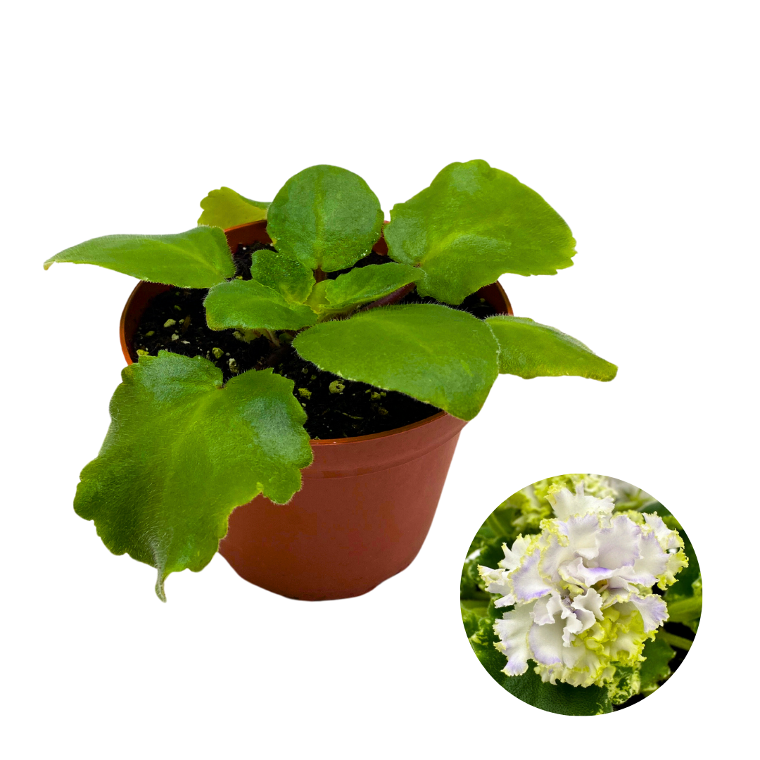 African Violet Harmony's Dancing Fool 4 inch White Flower