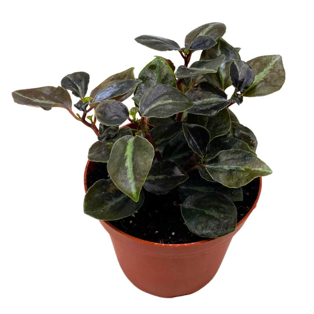 Variegated Peperomia Plant – Living Art USA