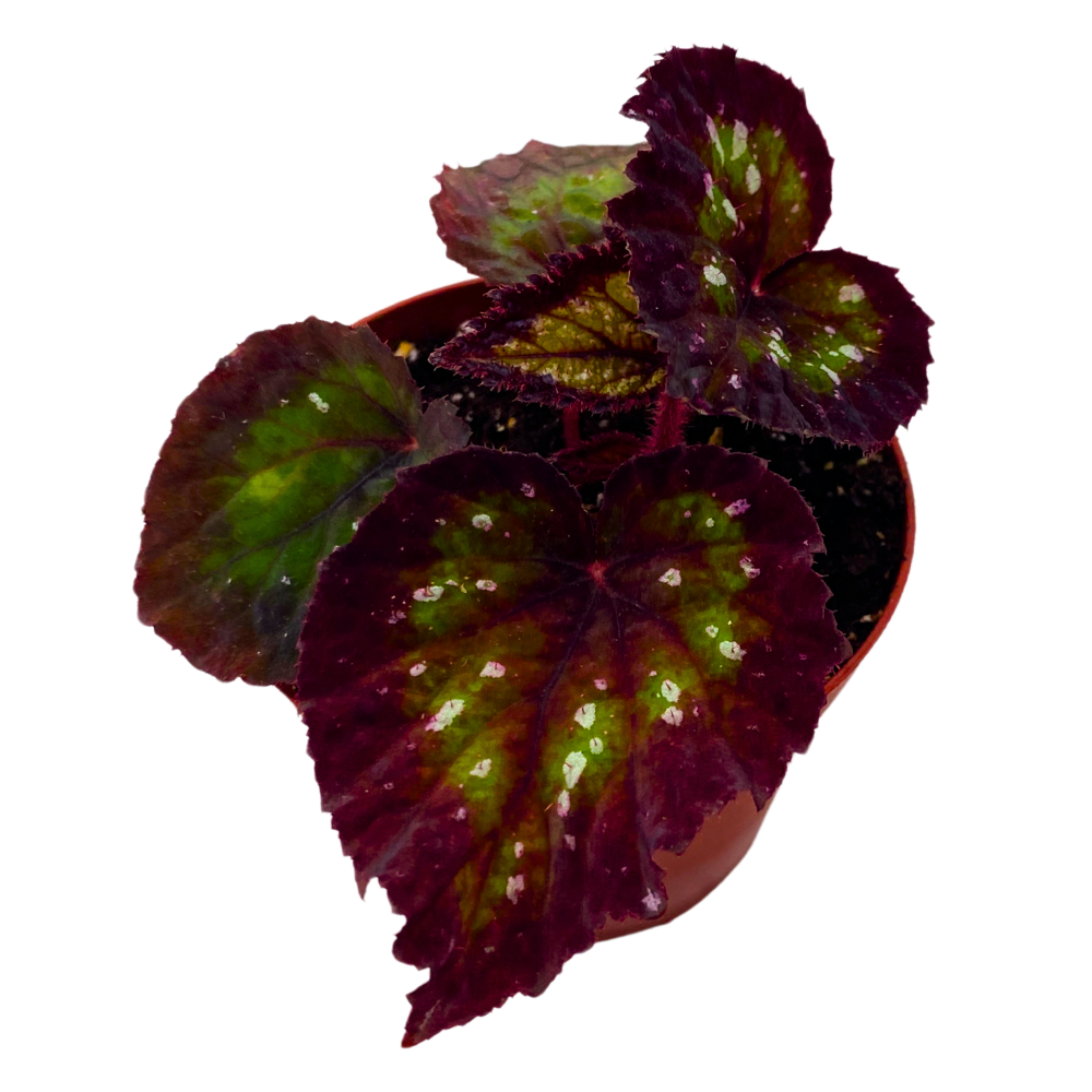 Harmony's Nightfall Begonia Rex 4 inch Dark Purple Green White dots