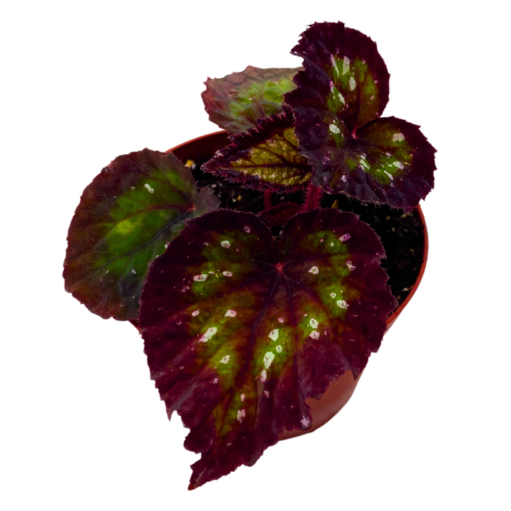 Harmony's Nightfall Begonia Rex 4 inch Dark Purple Green White dots