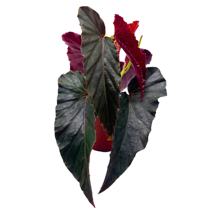 Harmony's Slither Angel Wing Begonia 4 inch