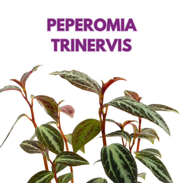 Peperomia Trinervis in a 2 inch pot