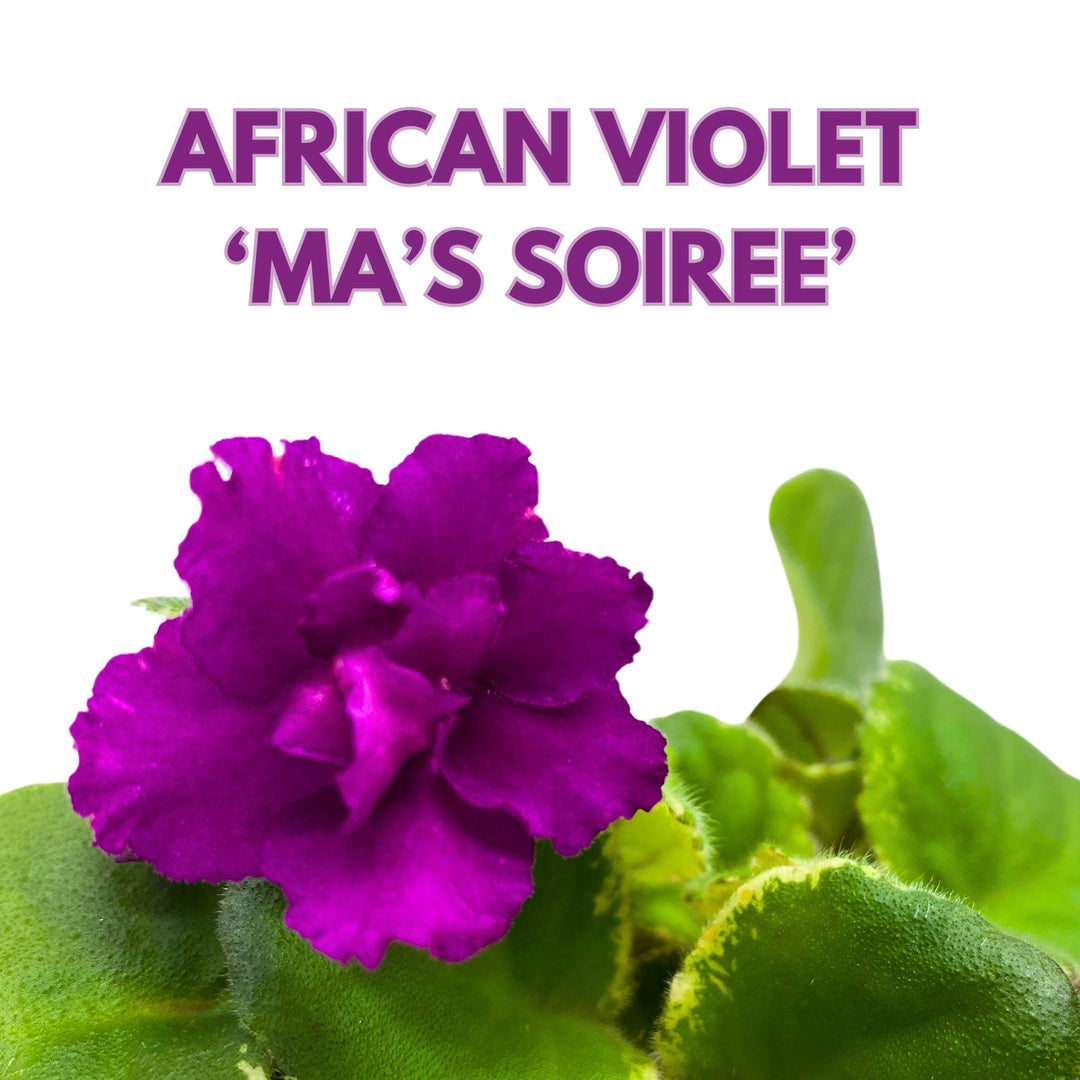 Ma's Soiree African Violet Saintpaulia 4 inch