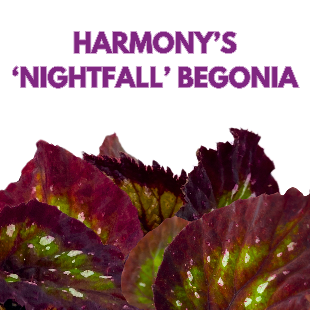 Harmony's Nightfall Begonia Rex 4 inch Dark Purple Green White dots