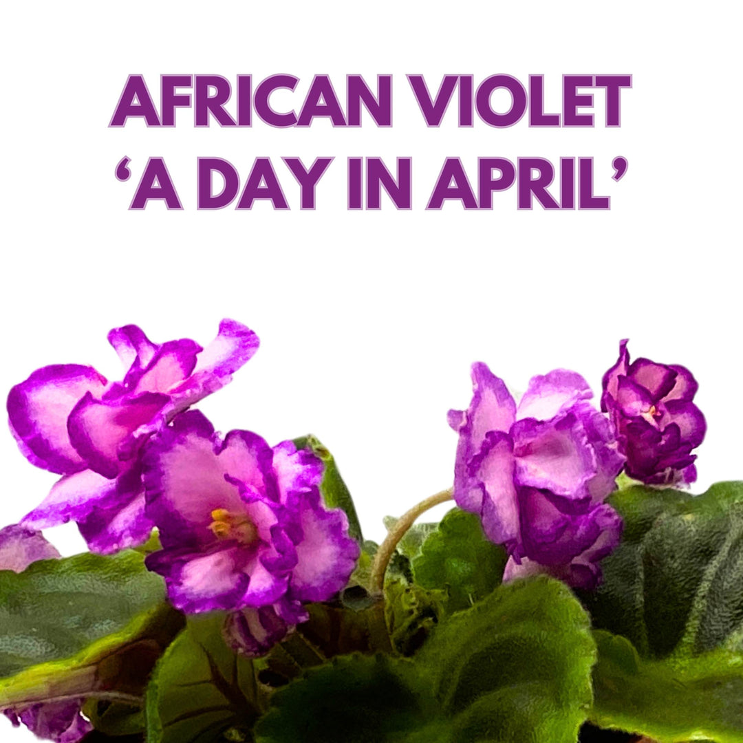 A Day in April African Violet Saintpaulia 4 inch