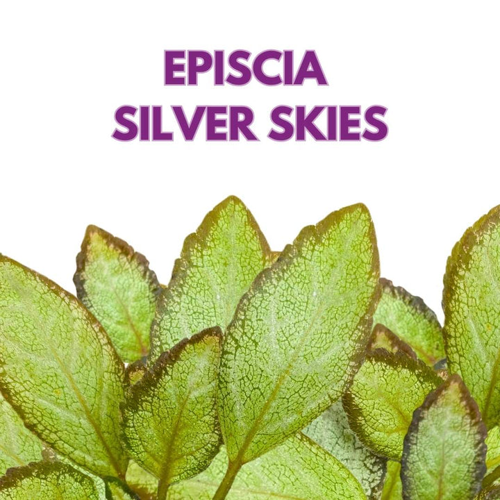 Episcia Silver Skies Flame Violet 4 inch