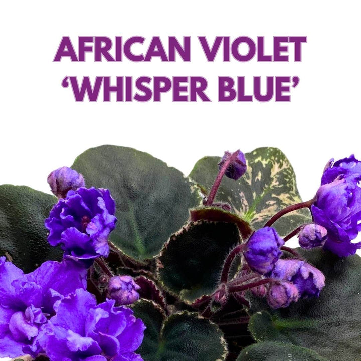 Variegated African Violet Whisper Blue, 4 inch, Blue Flower Saintpaulia Gesneriads