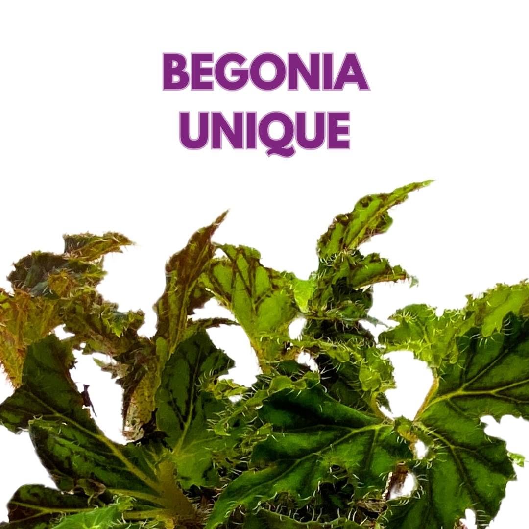 Begonia Rhizo 'Unique' Rhizomatous in a 6 inch Pot Green Gnarly Variety