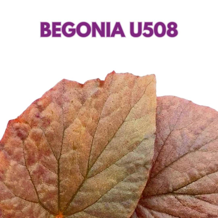 Begonia U508 4 inch Rhizomatous