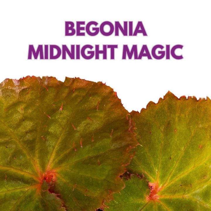 Begonia Midnight Magic 6 inch Brown Green Rhizomatous Rhizo