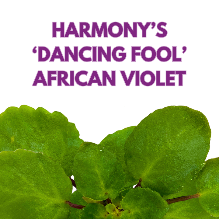 African Violet Harmony's Dancing Fool 4 inch White Flower
