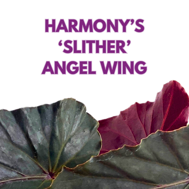 Harmony's Slither Angel Wing Begonia 4 inch