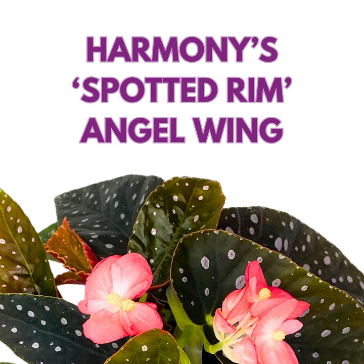 Harmony's Spotted Rim Angel Wing Cane Begonia 4 inch