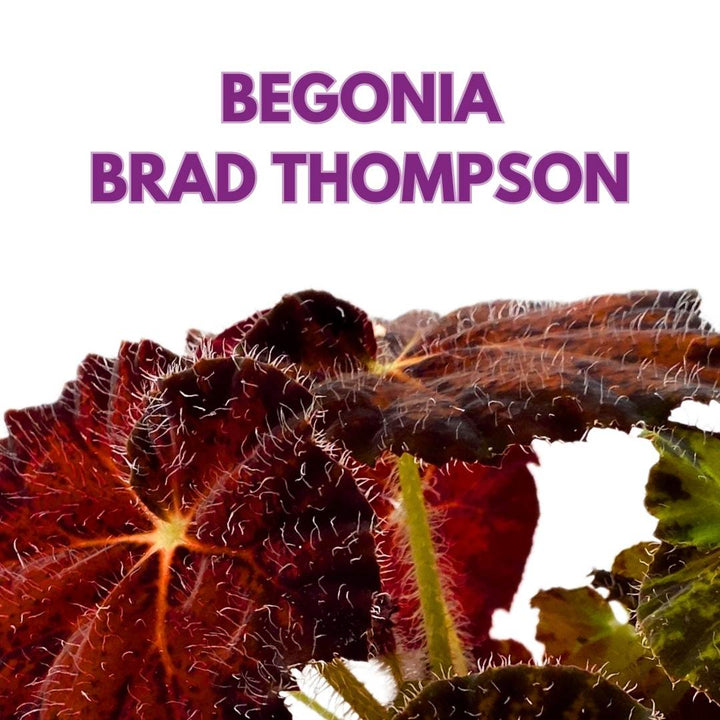 Begonia Brad Thompson 4 inch Rhizomatous