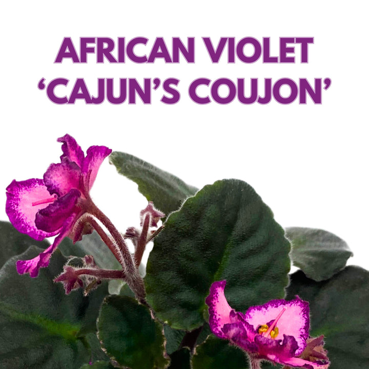 Cajun's Coujon African Violet Saintpaulia 4 inch